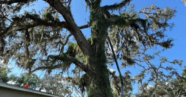 Should You Remove That Oak Tree? A Tampa Bay Homeowner’s Guide to Oak Tree Removal