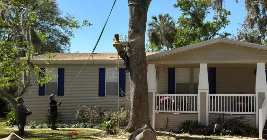 Wesley Chapel Tree Removal: What Every Homeowner Needs to Know (HOA Rules, Permits & Costs)