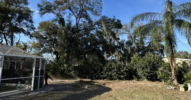 Palm Tree Health Problems in Tampa Bay: A Complete Guide