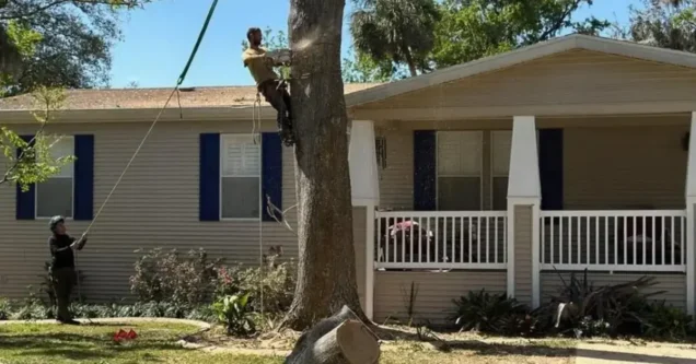 Understanding Tree Work Safety Regulations in Florida