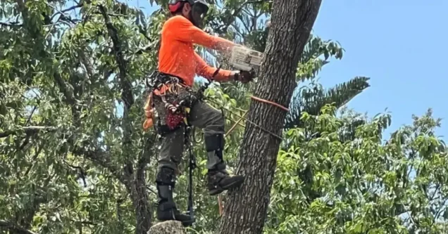 What Makes a Tree a Danger to Your Home? Warning Signs Every Tampa Homeowner Should Know