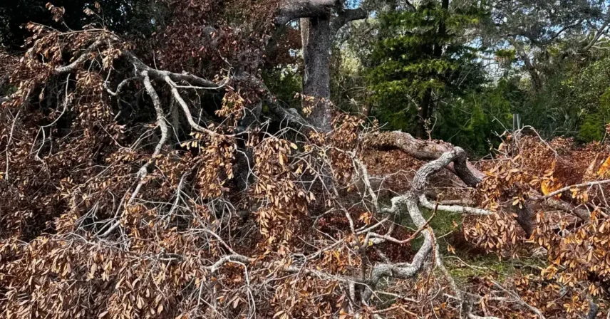 Why Your Tampa Bay Trees Have Yellow Leaves: Soil and Nutrition Problems