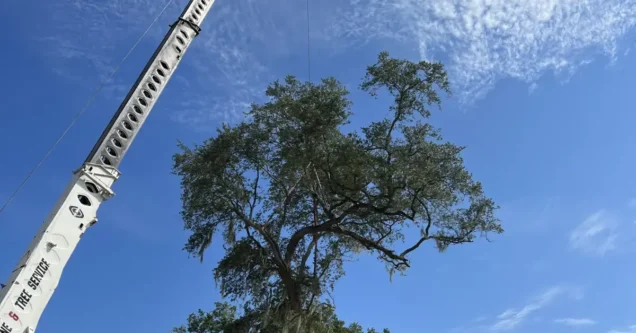 Tree Ordinances and Fines: What Tampa Bay Municipalities Actually Enforce