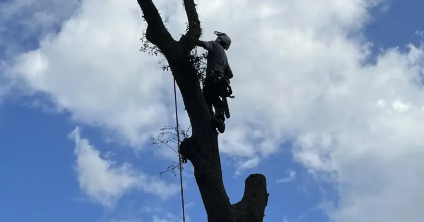 Arborist secured with ropes climbing a tree while performing maintenance work in compliance with Florida tree work safety regulations