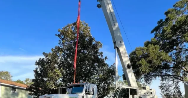 Tree Service Cost Comparison: Tampa Bay Area Pricing Guide (2026)