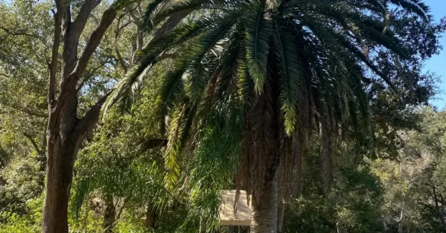 Palm Tree Maintenance: Pruning Best Practices for Tampa Bay Homeowners