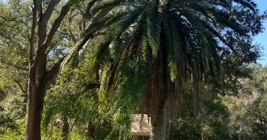 Palm Tree Maintenance: Pruning Best Practices for Tampa Bay Homeowners