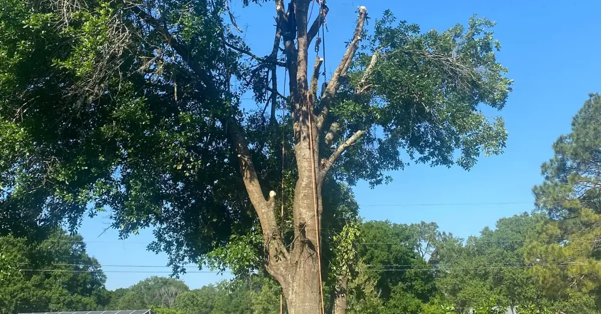 Removal setup with ropes and safety gear prepared for controlled cutting of heavy sections.