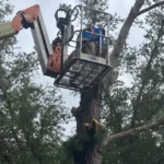 Hurricane-Proof Your Trees: Essential Pruning Tips for Tampa Bay Homeowners