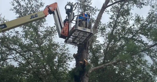The Ultimate Guide to Pruning Florida Oak Trees in the Tampa Bay Area