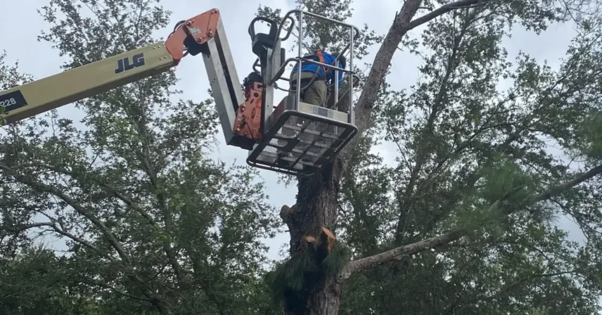 Hurricane-Proof Your Trees: Essential Pruning Tips for Tampa Bay Homeowners