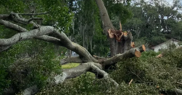 Post-Hurricane Tree Cleanup in Pasco & Hillsborough Counties: What to Expect