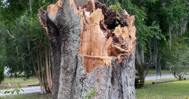 Common Tree Diseases in Central Florida and How to Spot Them