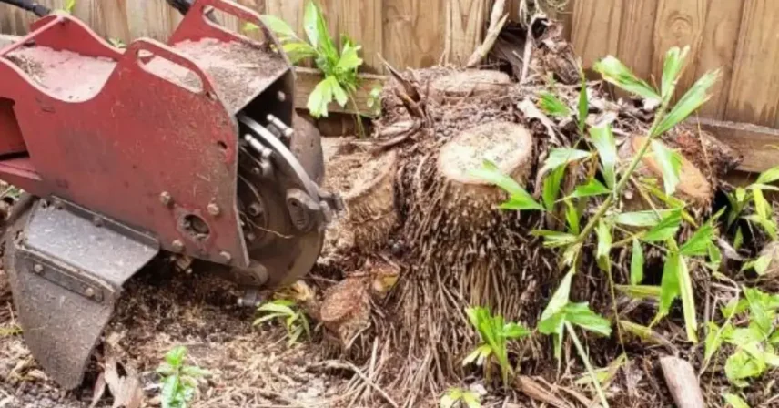 Stump Grinding Costs in Tampa Bay: A 2026 Price Guide for Wesley Chapel Homeowners