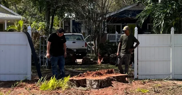 Florida’s Most Common Trees and Their Stump Grinding Challenges