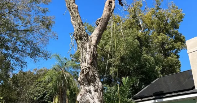 What to Do with a Dead Tree in Your Yard