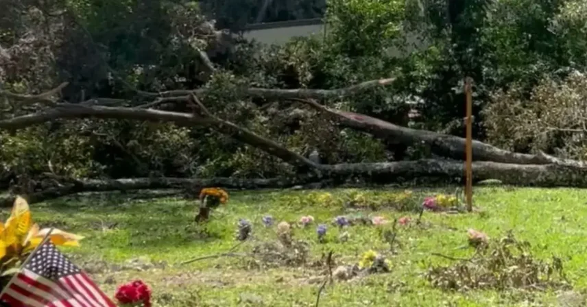 Site-prep style clearing with trees and brush removed to open usable yard or build space.