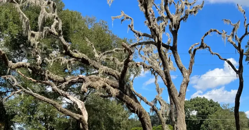 Mature oak trees with heavy Spanish moss and large, bare branches under a blue sky, illustrating potential warning signs that a tree may need removal.