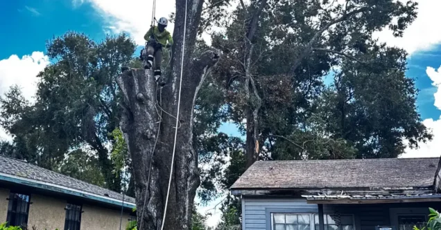 Wesley Chapel Tree Removal: What Every Homeowner Needs to Know (HOA Rules, Permits & Costs)
