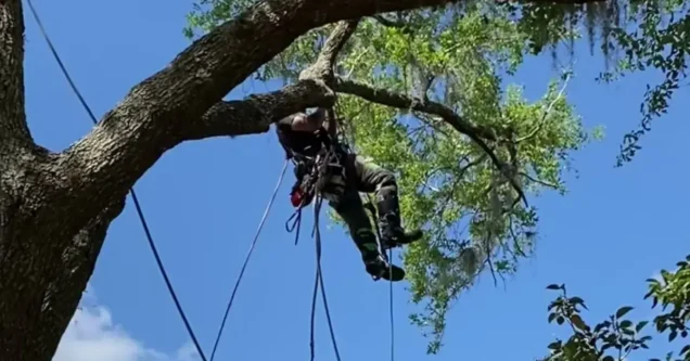 DIY Tree Trimming Dangers: Why Florida Trees Require Extra Caution
