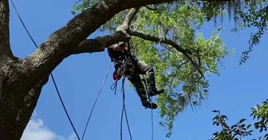 Arborist trimming upper canopy branches near a home with controlled rigging and ground support.