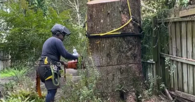 How Much Does Tree Removal Cost in Pasco and Hillsborough County?