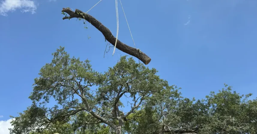 Should You Remove or Just Trim That Tree Before Hurricane Season? How to Decide