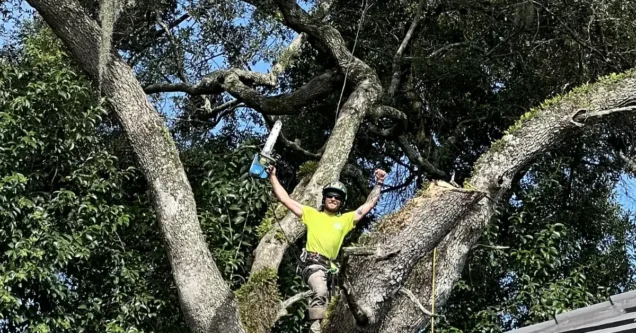 Year-Round Tree Pruning Calendar for Central Florida Landscapes