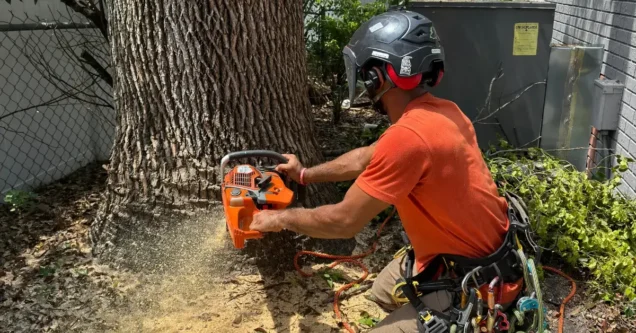 Why You Should Never DIY Tree Removal