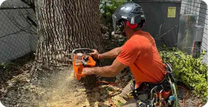 Tree removal
