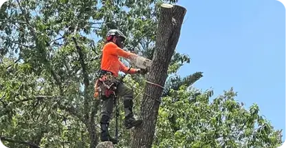 Tree trimming