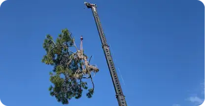 Tree Pruning