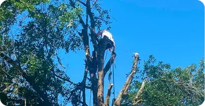 Tree Cutting