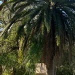 Lethal Bronzing in Pasco County: How to Save Your Palms Before It's Too Late