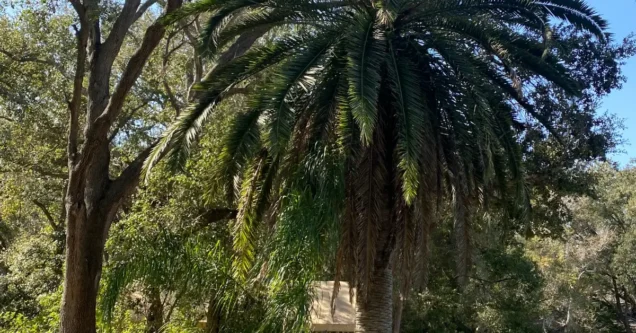 Lethal Bronzing in Pasco County: How to Save Your Palms Before It’s Too Late