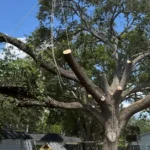 Is Your Oak Ready for Hurricane Season? A Pasco Homeowner’s Checklist