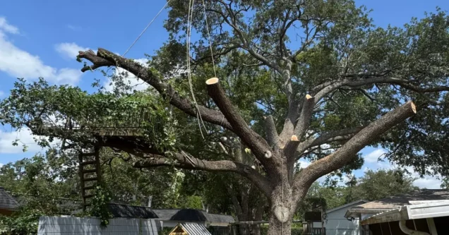 Is Your Oak Ready for Hurricane Season? A Pasco Homeowner’s Checklist