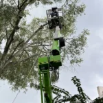 Tree Trimming Service activities in Pasco County, FL